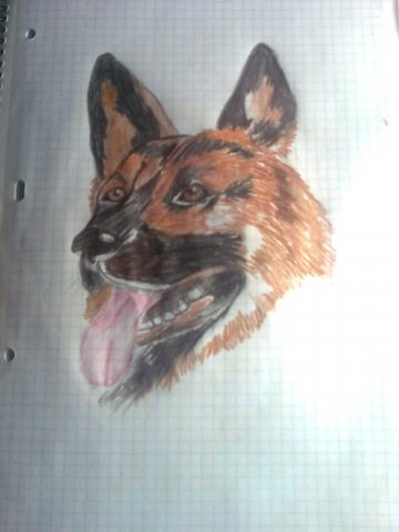 Рисунки: Овчарка