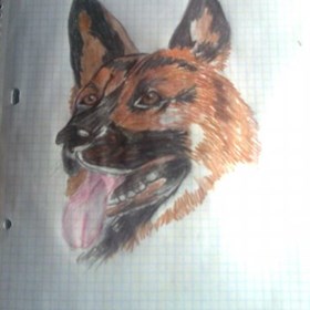 Рисунки: Овчарка